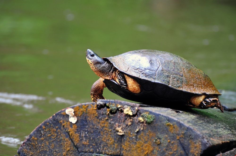 5. Spot zeeschildpadden in Tortuguero 5. Spot zeeschildpadden in Tortuguero